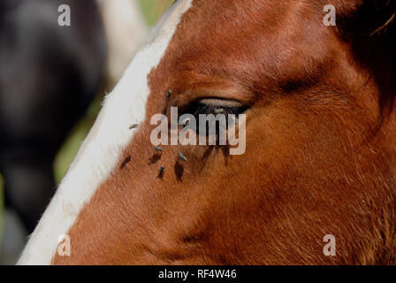 Vole autour du visage et des yeux d'un jeune cheval. Banque D'Images