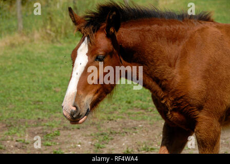 Vole autour du visage et des yeux d'un jeune cheval. Banque D'Images