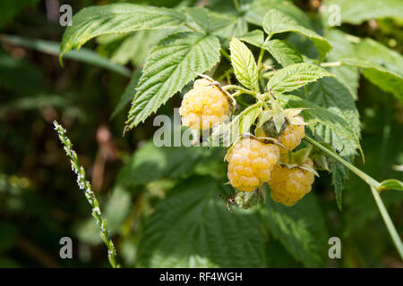 Les framboises jaunes mûrs sur un buisson. La framboise est le fruit comestible d'une multitude d'espèces de plantes du genre Rubus de la famille des roses. Banque D'Images