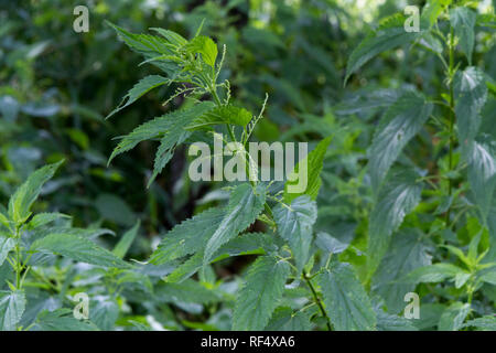 Urtica dioica, souvent appelée ortie commune ou de l'ortie de la famille Urticaceae. Banque D'Images