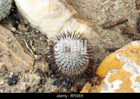 Rare petit cactus avec de petites épines blanches et de grandes épines marron hameçon planté dans un jardin désert rocheux Banque D'Images