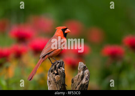 01530-183.13 Cardinal rouge (Cardinalis cardinalis) mâle sur piquet de jardin de fleurs, Marion Co. IL Banque D'Images