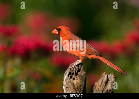 01530-18401 Cardinal rouge (Cardinalis cardinalis) mâle sur piquet de jardin de fleurs, Marion Co. IL Banque D'Images