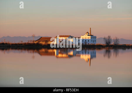 Champ de riz dans la réserve naturelle de la Albufera, El Palmar, Valencia, Comunidad Valencia Banque D'Images