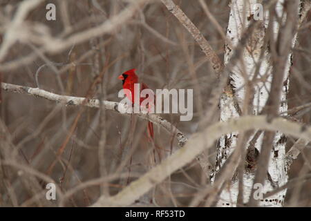 Le cardinal rouge sur une branche / Cardinal rouge sur une branche Banque D'Images