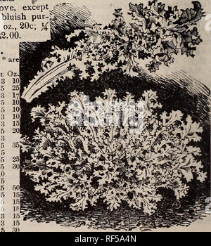 . Nouveautés et spécialités pour 1897. Chicago Illinois pépinière ; Catalogues Catalogues de variétés de graines, graines de fleurs Plantes ampoules ; catalogues ; Catalogues Catalogues d'arbustes à fleurs. . Veuillez noter que ces images sont extraites de la page numérisée des images qui peuvent avoir été retouchées numériquement pour plus de lisibilité - coloration et l'aspect de ces illustrations ne peut pas parfaitement ressembler à l'œuvre originale.. W. W. Barnard &AMP ; Co ; Henry G. Gilbert Pépinière et du commerce de semences Catalogue Collection. Chicago, Illinois : W. W. Barnard &AMP ; Co. Banque D'Images