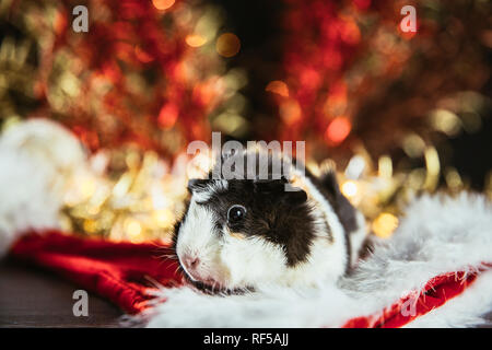 Branche de cobaye (Cavia porcellus), également connu sous le nom de Cavia domestique ou cavia sur fond de Noël rouge et blanc à l'intérieur. Rouge brillant doré sha festive Banque D'Images