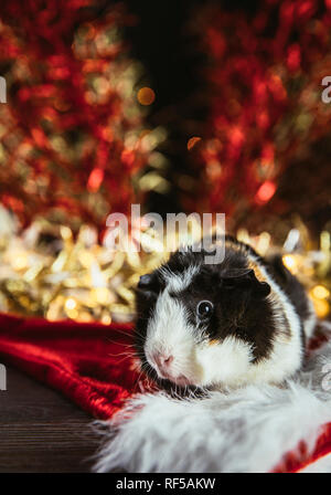 Branche de cobaye (Cavia porcellus), également connu sous le nom de Cavia domestique ou cavia sur fond de Noël rouge et blanc à l'intérieur. Rouge brillant doré sha festive Banque D'Images