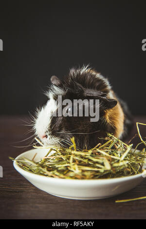 Branche de cobaye (Cavia porcellus), également connu sous le nom de Cavia domestique ou de manger du foin sec cavia de Bol en céramique blanche à l'intérieur, fond noir. Banque D'Images