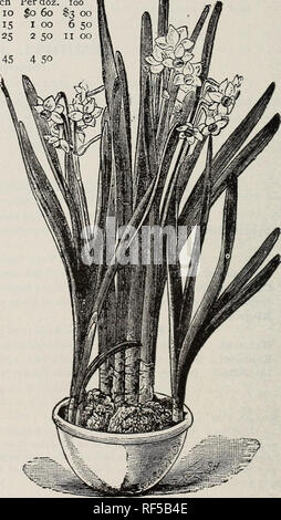 . Catalogue de bulbes et plantes à racines pour plantation en automne : août 1896. Pépinière de l'État de New York ; catalogues d'Horticulture pépinières de l'État de New York ; Catalogues Catalogues de graines Graines ; prix ; Graines de legumes ; catalogues ; pépinière pépinières (Horticulture) ; semences, bulbes (plantes) ; les fleurs. LI LY-de-la-Vallée. LILY =D =L =Vallée. Convallaria majalis.) L'une des plus belles et admiré printemps- les plantes à fleurs, et universellement recherchée pour ses propres et chaste contours et délicate odeur. La croissance est proche, nain et compact, et la plante est robuste et durable. C'est maintenant une plante plus populaires Banque D'Images