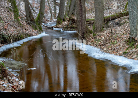 Une petite rivière qui coule entre les arbres avec un petit degré de l'eau. La rivière qui traverse une forêt de feuillus. Saison Hiver. Banque D'Images