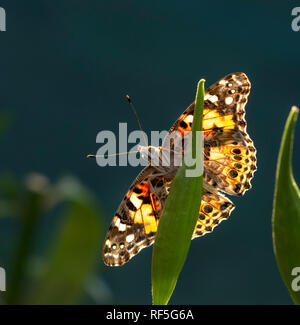 Papillon Belle Dame Vanessa cardui accroché sur une gousse d'asclépiade, avec la lumière du soleil montrant à travers ses ailes propagation Banque D'Images