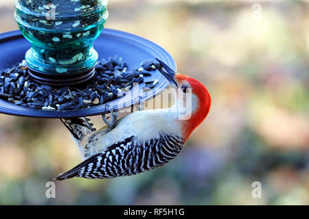 Pic à ventre roux Melanerpes carolinus, manger, à une mangeoire pour oiseaux Banque D'Images