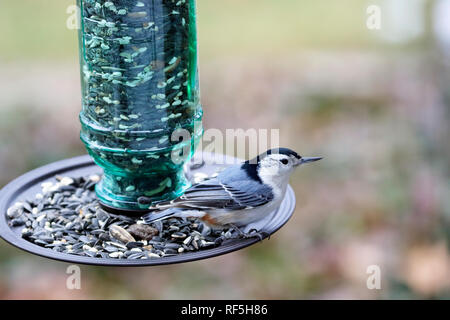 Sittelle à poitrine blanche, Sitta carolinensis, mangeant dans une mangeoire pour oiseaux Banque D'Images