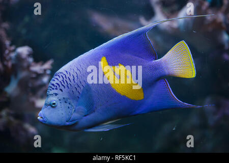 Angelfish Pomacanthus maculosus (Yellowband), également connu sous le nom de poissons-anges de la demi-lune. Banque D'Images