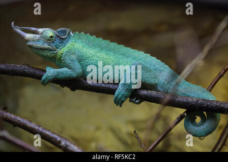 Jackson's chameleon (Trioceros jacksonii,), également connu sous le nom de trois-horned chameleon Kikuyu. Banque D'Images