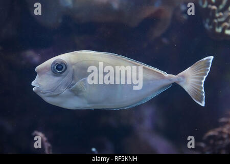 Bluespine goldfish (Naso unicornis), également connu sous le nom de court-nez goldfish. Banque D'Images