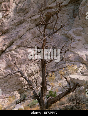 USA, Utah, Grand Staircase Escalante National Monument ; tronc surmonté de genévrier contre rock formation appelée la Cottonwood Canyon Road Cockscomb ; Banque D'Images