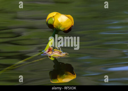 Libellule sur une feuille de nénuphar reflétée dans un étang Banque D'Images