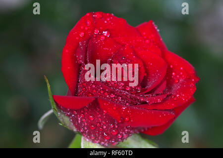 Rose rouge fleur avec gouttes de pluie. Banque D'Images