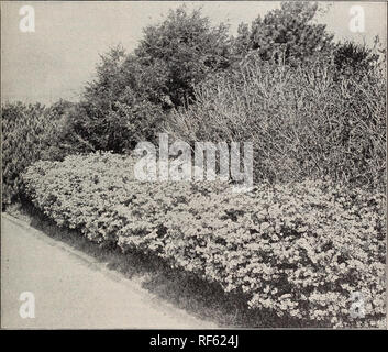 . Arbre des choix et des arbustes rustiques. Pépinière de l'État de New York (New York) ; Catalogues Catalogues des Plants des Arbres ; les plantes, arbustes ornementaux ; Catalogues Catalogues Catalogues ; fleurs ; fruits de catalogues. Des arbustes à feuilles persistantes. Les petits arbustes à feuilles persistantes décrites ci-dessous sont particulièrement utiles pour le groupement, frontière et la plantation de masse. Les beaux effets obtenus de ces plantations d'Andromède Floribunda, Azalée Amcena Khododendrons, Hardy, Kalmias et Mahonias faire ces plantes indispensables pour les meilleurs résultats dans tous les motifs ornementaux fine. Pour un certain nombre d'années de la fourniture de la meilleure qualité de ce Banque D'Images