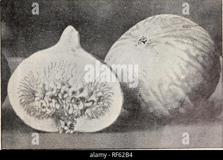 . Landreths' catalogue graines. Pépinière en Pennsylvanie Philadelphie catalogues ; graines de plantes ornementales ; catalogues, catalogues, catalogues de graines de fleurs, des fruits des catalogues. Paw Paw (l'Anone ou Xorthern banane). Cet arbre d'ornement de forme galbée et abtmdant feuillage est digne d'une place sur chaque pelouse ; entre en compte les jeunes, produisant une abondance de fruits tropicaux, d'apparence ; de 3 à 4 pouces de long, resembliiig avec une banane, chair jaunâtre et en saveur si étroitement ressemblant à un ctistard que de suggérer son nom. Des services postpayés, prix, 35c. chaque" ; chaque 50c. par express, pas d'avance. Un Banque D'Images