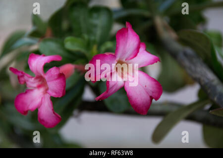Adenium obesum macro fleurs roses. Fleur pourpre gros plan arrière-plan. Desert Rose sur fond sombre. Banque D'Images