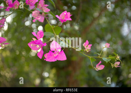 Bougainvilliers en fleurs d'arrière-plan flou. Fleurs rose magenta. Banque D'Images