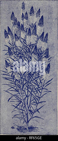 . Catalogue descriptif annuel de semences : &amp;c.. Pépinière Massachusetts Boston catalogues ; catalogues ; Graines de légumes graines de fleurs catalogues ; bulbes (plantes) ; Catalogues Catalogues de semences de graminées ; Matériel et fournitures de jardinage ; Catalogues Catalogues de fruits. Maître-l'Améthyste. TAPDRAG3S01V.-La reine Victoria.. ASTER. Pasony-Flowered la perfection. "L'Améthyste" donne une pause dans la bonne direction. Les fleurs, blanc pur lors de l'ouverture, suppose qu'elle se déroule, à partir de l'extrémité, vers le milieu de la vaste petal une charmante teinte bleu clair de grand effet, à savoir, un riche amethysti Banque D'Images