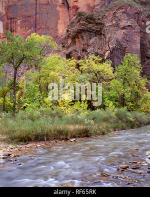 USA, Utah, Zion National Park, North Fork de Virgin River et au début de l'automne couleur de Fremont cottonwood ; Temple de Sinawava dans Zion Canyon. Banque D'Images