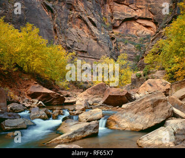 USA, Utah, Zion National Park, North Fork de Virgin River coule autour de rochers sous murs escarpés de grès Navajo et au début de l'automne couleur dans Sion Ca Banque D'Images