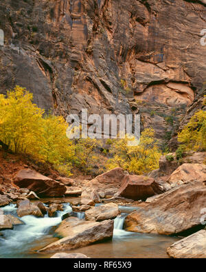 USA, Utah, Zion National Park, North Fork de Virgin River coule autour de rochers sous murs escarpés de grès Navajo et au début de l'automne couleur dans Sion Ca Banque D'Images