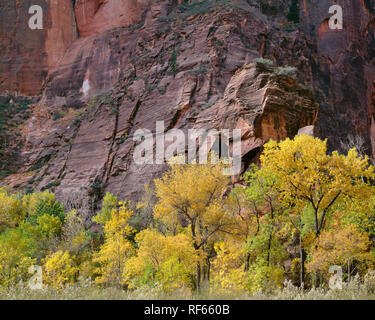 USA, Utah, Zion National Park, de couleur Automne Fremont peupliers et la Chaire ; Temple de Sinawava dans Zion Canyon. Banque D'Images