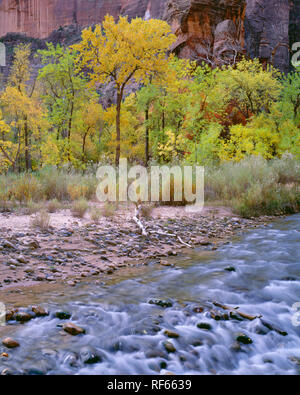 USA, Utah, Zion National Park, North Fork de Virgin River et la couleur de l'automne de Fremont cottonwood ; Temple de Sinawava dans Zion Canyon. Banque D'Images