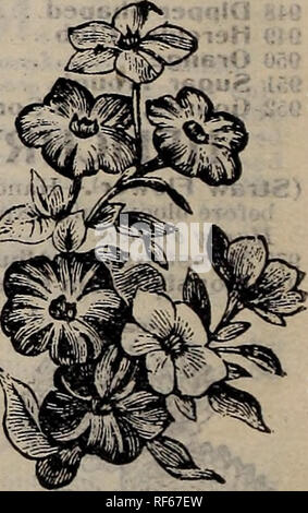 . Rennie's 1902. L'Ontario pépinière ; Catalogues Catalogues ; Graines Graines de légumes, graines de fleurs Catalogues Catalogues ; Matériel et fournitures de jardinage catalogues ; bulbes (plantes) ; catalogues de fournitures et de matériel de culture d'Abeilles Catalogues. Très joli, les fleurs de pois. Par effet de serre- activité bisannuelle. 1129 Jacoboea. -Brun sombre, il pouces..... .5c Lunaria.-Voir "l'honnêteté." LUPINUS. Plantes ornementales avec de longues pointes gracieuses. Vivace. 1130 couleurs mixte 5c LYCHNIS. .,. ,, , I * Marigold Eldorado. Très ornemental et beau. Plante vivace. 1133 Chalcedonica.-Scarlet 5c MALOPE. Belle plante, Banque D'Images