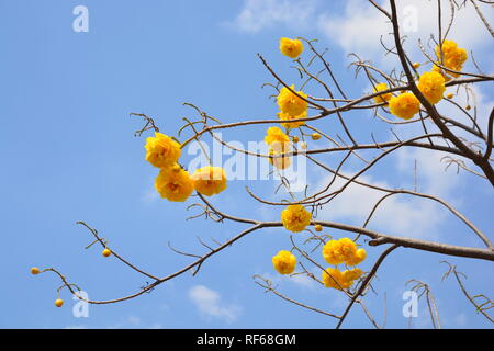 Cochlospermum regium fleur sur ciel bleu . Coton jaune Arbre, suphannika Banque D'Images