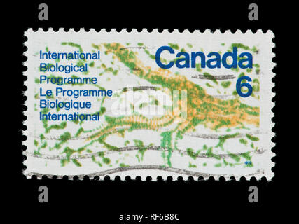 Timbre du Canada représentant une vue microscopique d'une feuille d'usine, pour la participation dans le cadre du Programme biologique international. Banque D'Images