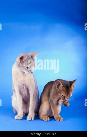 Deux Chats abyssins, ruddy kitty et des profils sur un fond bleu Banque D'Images