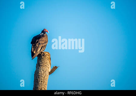 Un grand Urubu dans le parc national des Everglades, en Floride Banque D'Images
