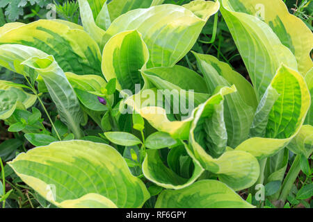 Fleurs violettes de la floraison hosta Hosta undulata Banque D'Images