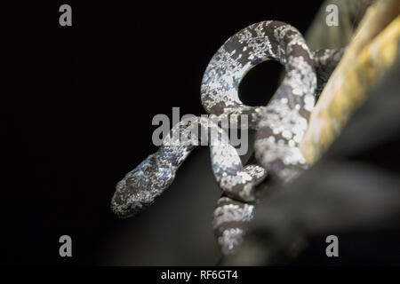 Snail-serpent Sibon nebulatus (alimentation) Banque D'Images