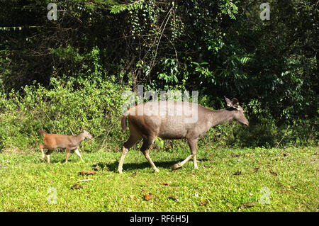 Deux chevreuils dans le parc national Khao Yai, Thaïlande Banque D'Images