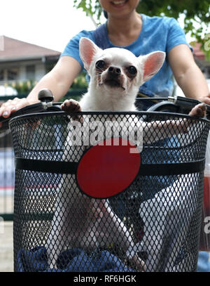 Mignon CHIEN CHIHUAHUA ASSIS DANS UN PANIER DE VÉLO SUR HOLIDAYDAYS. Banque D'Images