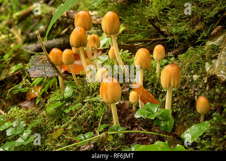 Probablement commun inkcap atramentaria, Coprinopsis, Haute-Carniole, la Slovénie. Banque D'Images