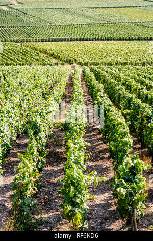 Vue depuis la colline sur les lignes et les parcelles de vigne dans un vignoble de Champagne sous la lumière chaude de la fin de la journée. Banque D'Images