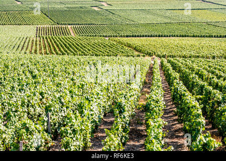 Vue depuis la colline sur les lignes et les parcelles de vigne dans un vignoble de Champagne sous la lumière chaude de la fin de la journée. Banque D'Images