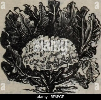 . Catalogue illustré 1902 : graines de semences de ferme et jardin choicest, pompes de pulvérisation, outils, ferilizers, etc.. Portland Oregon pépinière ; catalogues de semences de légumes, graines de fleurs Catalogues Catalogues ; Matériel et fournitures de jardinage ; Catalogues Catalogues des plants des arbres de fruits. GJiant Internitrdiate d'or. Ivlein à Wanzleben. Klein à Wanzleben. C'est la variété qui est considéré comme le meilleur dans l'Allemagne pour produire du sucre, nnu est maintenant en avance dans ce pays à cette fin. Notre stock de semences est importé directement de l'un des plus prudents, les producteurs allemands et doit être utilisée lorsqu'un des meilleurs résultats Banque D'Images