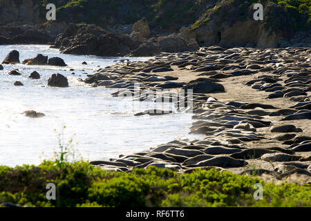 Les éléphants de mer à Piedras Blancas Banque D'Images