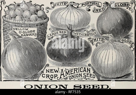 . Alfred J. Brown Seed Co. : producteurs, négociants et importateurs. Grand Rapids Michigan pépinière ; catalogues de semences de légumes, graines de fleurs Catalogues Catalogues. 10 ALFRED J. BROWN SEED CO., GRAND RAPIDS, Mich... ^ ^ Rouge plat très tôt Large Red Wethersfield r Southport Red Globe (Sélectionnez) Oz. $010 . 10 15 30 30 40 $ 0. Veuillez noter que ces images sont extraites de la page numérisée des images qui peuvent avoir été retouchées numériquement pour plus de lisibilité - coloration et l'aspect de ces illustrations ne peut pas parfaitement ressembler à l'œuvre originale.. Alfred J. Brown Seed Co ; Henry G. Gilbert Semences et pépinières Banque D'Images