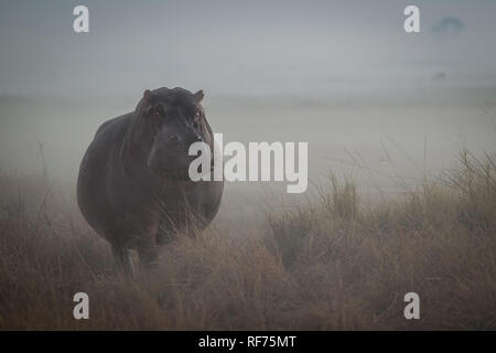 Busanga Plains est une des zones les plus reculées de Kafue National Park, Zambie, mais aussi les plus beaux et avec la plus haute densité d'animaux Banque D'Images